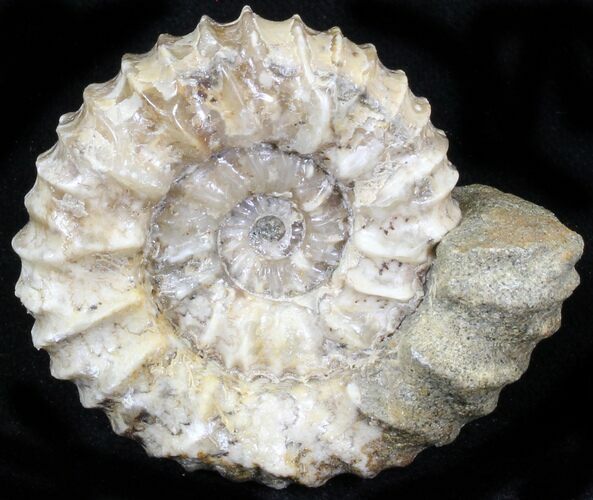 Pavlovia Ammonite Fossil - Siberia #29763